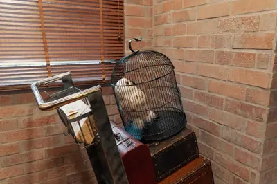 a bird in a cage sitting on top of luggage at Wizarding Residence near KLCC link LRT & Mall in Kuala Lumpur