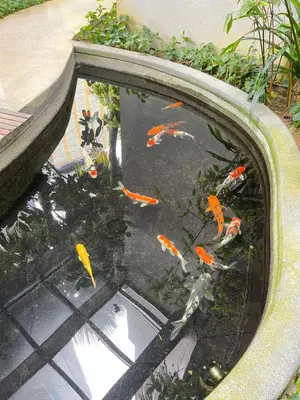 a group of koi fish swimming in a pond at Atmoods - The Mews KLCC in Kuala Lumpur