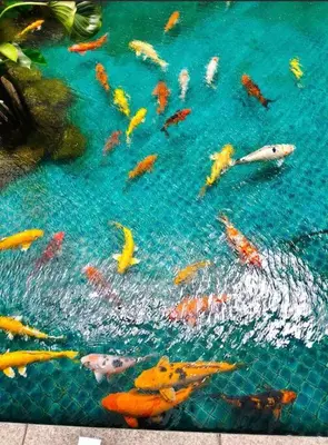 a group of fish swimming in a swimming pool at Regalia Residence by Luvit Stay in Kuala Lumpur