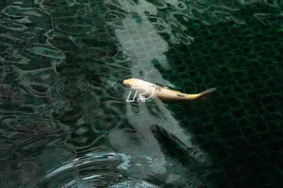 a fish in the water in a pool at Infinity Pool Dorms KLCC View by Regalia in Kuala Lumpur