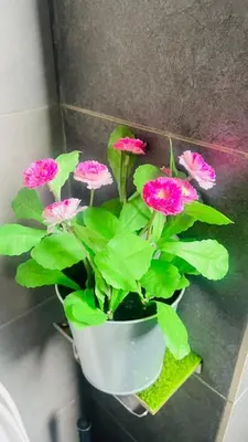 a potted plant with pink flowers on a wall at Butterfly Home in Kuala Lumpur