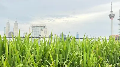 a field of tall green grass with buildings in the background at Majestic Residences KLCC By Moonlight in Kuala Lumpur