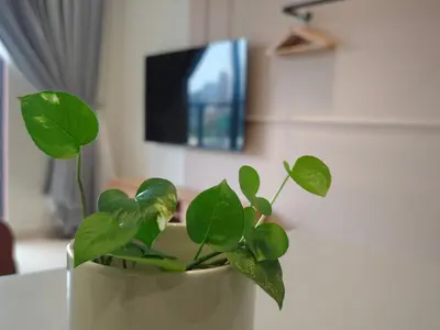 a plant in a pot sitting on a table at TRION POOL & KL City View The 110 Family Suite in Kuala Lumpur