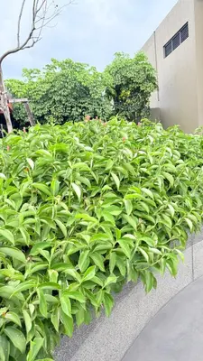 a bunch of green plants on a wall at majestic Resort Suites KLCC At Bukit bintang in Kuala Lumpur